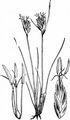 Black Bog-Rush - Schoenus nigricans L.