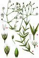 Lesser Stitchwort - Stellaria graminea L.