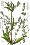 Kamtschatka Beifuß - Artemisia verlotiorum Lamotte 