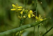 Turnip - Brassica rapa (L.) L.