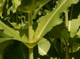 Wild Teasel - Dipsacus fullonum L.