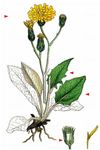 Blaugraues Habichtskraut - Hieracium caesium (Fr.) Fr. 