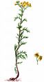 Hoary Ragwort - Jacobaea erucifolia (L.) G. Gaertn. & al.