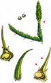 Marsh Clubmoss - Lycopodiella inundata (L.) Holub