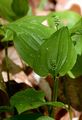 May Lily - Maianthemum bifolium (L.) F. W. Schmidt