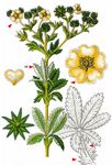 Aufrechtes Fingerkraut - Potentilla recta L. 