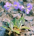 Bird's-Eye Primrose - Primula farinosa L.