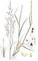 Common Saltmarsh-Grass - Puccinellia maritima (Huds.) Parl.