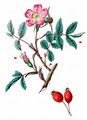 Red-Leaved Rose - Rosa glauca Pourr.