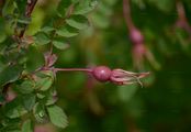Alpine Rose - Rosa pendulina L.