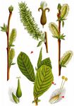 Ohr-Weide - Salix aurita L. 