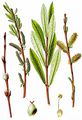 Purple Willow - Salix purpurea L.