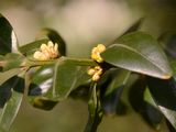 Gewöhnlicher Buchsbaum - Buxus sempervirens L.