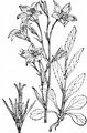 Spreading Bellflower - Campanula patula L.