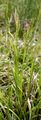 Wood-Sedge - Carex sylvatica Huds. 