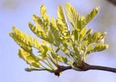 Honeylocust - Gleditsia triacanthos L.