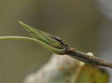 Eastern Balsam-Poplar - Populus balsamifera L.