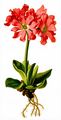 Clusius' Schlüsselblume - Primula clusiana Tausch