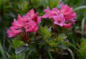 Hairy Alpenrose - Rhododendron hirsutum L.