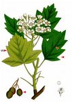 Elsbeere - Sorbus torminalis (L.) Crantz 