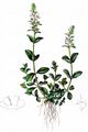 Thyme-Leaved Speedwell - Veronica serpyllifolia L.