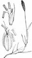 Marsh Foxtail - Alopecurus geniculatus L.