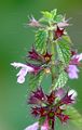 Black Horehound - Ballota nigra L.