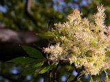 Manna Ash - Fraxinus ornus L.