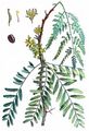 Amerikanische Gleditschie - Gleditsia triacanthos L.