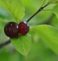 Rote Heckenkirsche - Lonicera xylosteum L.