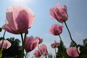 Opium Poppy - Papaver somniferum L.