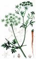 Garten-Petersilie - Petroselinum crispum (Mill.) Fuss