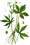 Eisenhutblättriger Hahnenfuß - Ranunculus aconitifolius L. 