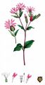 Red Campion - Silene dioica (L.) Clairv.