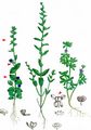 French Speedwell - Veronica acinifolia L.