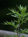 Kamtschatka Beifuß - Artemisia verlotiorum Lamotte