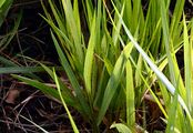 Southern Holy Grass - Hierochloë australis (Schrad.) Roem. & Schult.