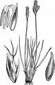 False Sedge - Kobresia simpliciuscula (Wahlenb.) Mack.