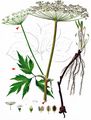 Masterwort - Peucedanum ostruthium (L.) W. D. J. Koch