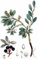 Arctic Bearberry - Arctostaphylos alpinus (L.) Spreng.