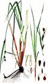 Lesser Pond-Sedge - Carex acutiformis Ehrh.