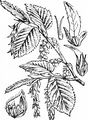 Hornbeam - Carpinus betulus L.