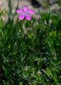 Maiden Pink - Dianthus deltoides L.