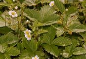 Wild Strawberry - Fragaria vesca L.