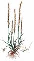 French Oat-Grass - Gaudinia fragilis (L.) P. Beauv.