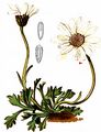 Gewöhnliche Alpenwucherblume - Leucanthemopsis alpina (L.) Heywood