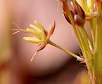 Yellow Wood-Rush - Luzula luzulina (Vill.) Racib.