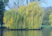 Babylon Willow - Salix babylonica L.
