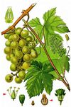 Weinrebe - Vitis vinifera L. 