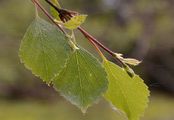Downy Birch - Betula pubescens Ehrh.